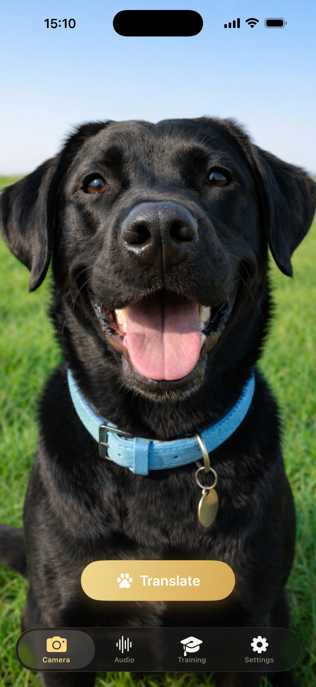 Capture your dog